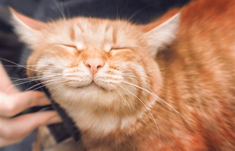 Cat Sedative For Grooming Stress Free Tips For Owners