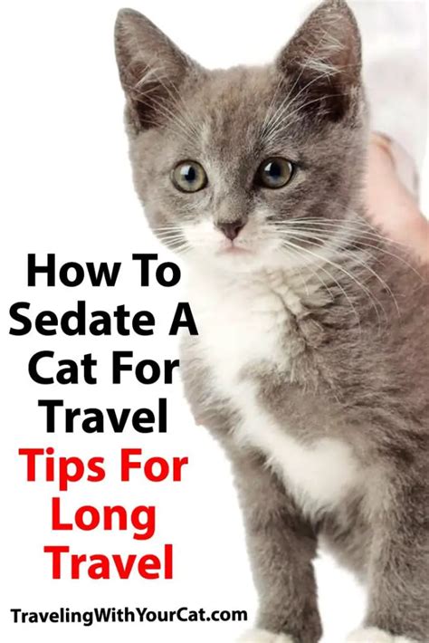 5 Cat Sedative Tips