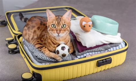 Cat Travel Tips Your Ultimate Guide For A Stress Free Journey Kittyspout