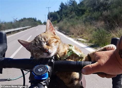 Cat Travels The World On A Bicycle After Backpacker Adopts The Kitten