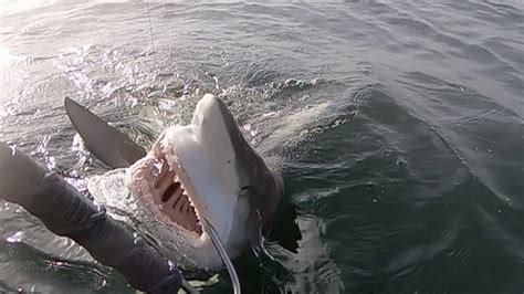 Catching Big Sharks From The Beach Destin Florida Youtube