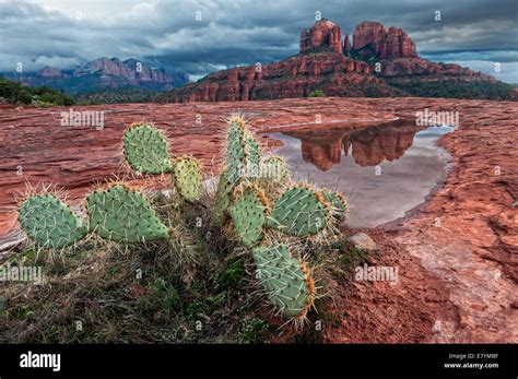 Cathedral Rock Sedona Arizona Is Reflected In A Rain Pool Dougberry