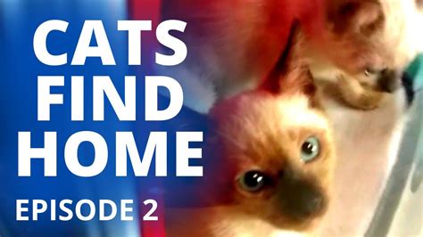 Cats Find Home Uthred And Brida Cat Vloggers Journey Episode 2