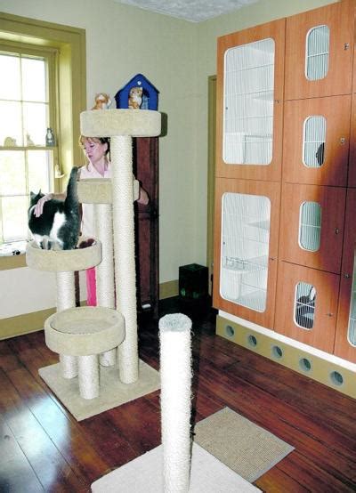 Cats Find Home While Owners Vacation Local News Lockportjournal Com