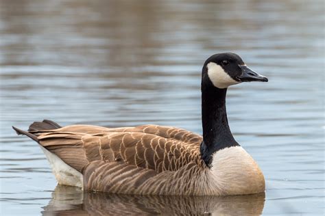 Cgoose Canada