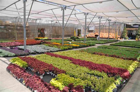 Charlotte Amp 39 S Best Nurseries And Plant Centers