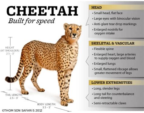 Cheetah Built For Speed