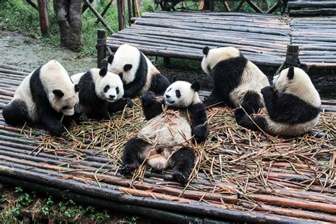 Chengdu Panda Tour Chengdu Panda Tour Travel Guide