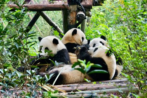 Chengdu Research Base Of Giant Panda Breeding Tour