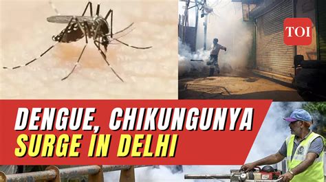 Chikungunya Outbreak In Delhi