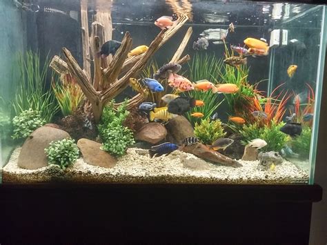 Cichlid Aquarium Decoration Ideas Shelly Lighting