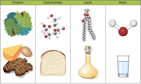 Classification Of Nutrients Nutrition Science And Everyday Application V 1 0