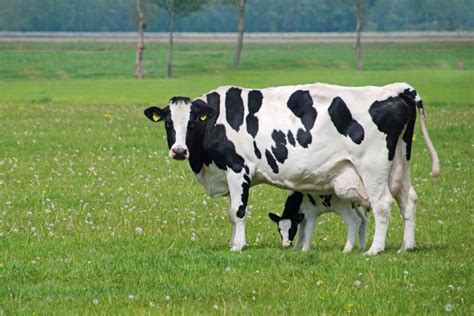 Claves Para Enfrentar El Manejo De Las Vacas Lecheras En Posparto El Mercurio Campo