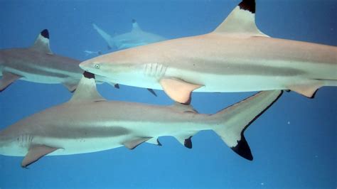 Close Encounters Surfers And Sharks Are Often Side By Side