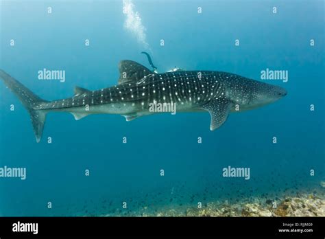 Closeup Of The Side Of A Whale Shark Showing The Pattern Of White Spots On Its Skin Stock Photo