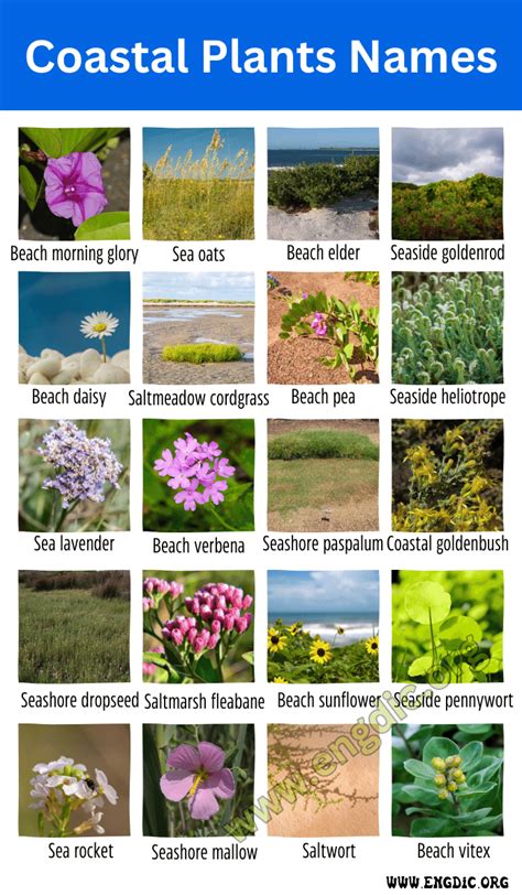 Coastal Plants Names Coastal Area Plants And Trees Engdic