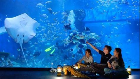 Cocok Jadi Destinasi Wisata Akhir Pekan Berikut Panduan Liburan Di Jakarta Aquarium