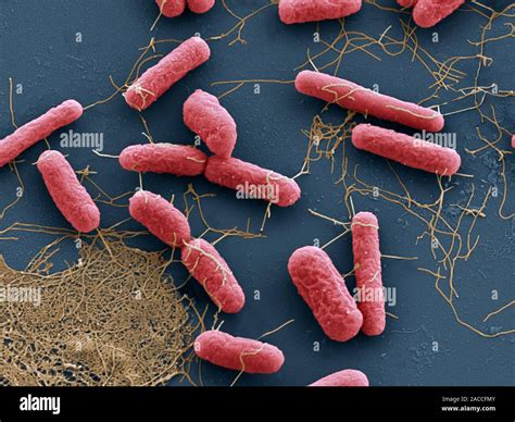 Coloured Scanning Electron Micrograph Sem Of E Coli Escherichia