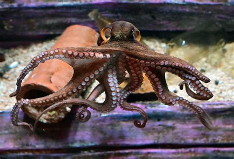 Common Sydney Octopus Octopus Tetricus