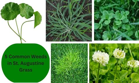 Common Weeds In St Augustine Grass Identification Control Tips Lawn Model