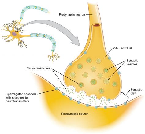 Communication Between Neurons Anatomy And Physiology I