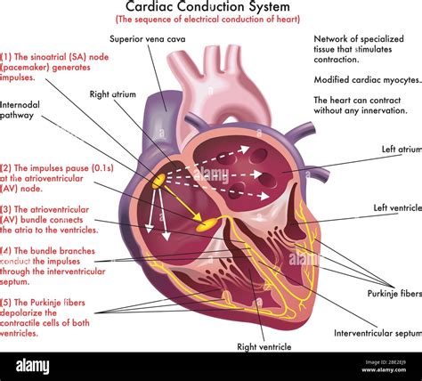 Conduction System Of The Heart