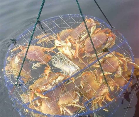 Crab Capital Chronicles Unveiling The Best Crabbing Spots In Astoria