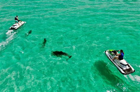 Crab Island Jet Ski Dolphin Tour Tripshock