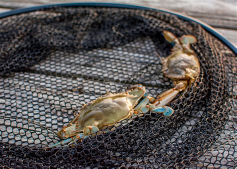 Crabbing Near Me The Best Crabbing Spots In The Uk For 2023