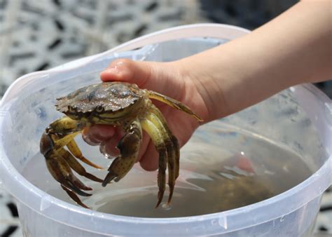 Crabbing Near Me The Best Crabbing Spots In The Uk For 2024