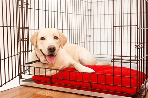 Crate Training 101 The Dogington Post