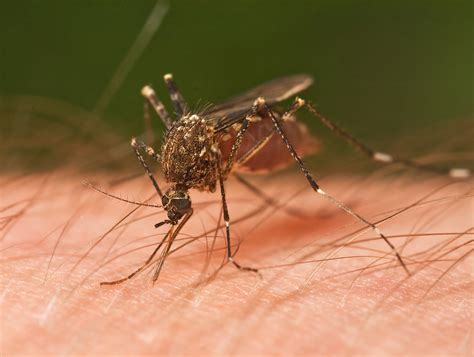 Cropped Mosquitoes Jpg