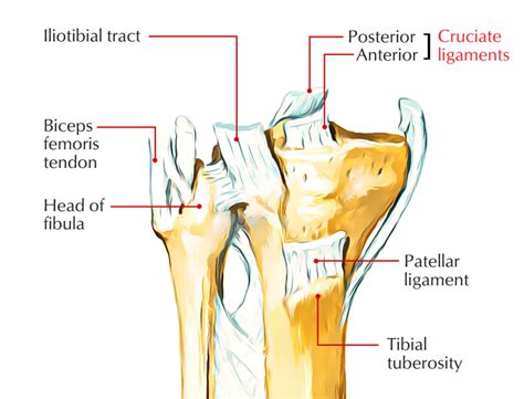 Cruciate Ligaments Earth S Lab