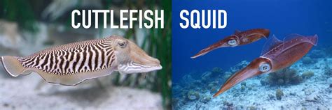 Cuttlefish Vs Squid What S The Difference Facts Net