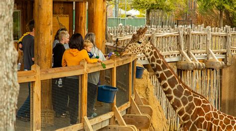 Dallas Zoo Tours Book Now Expedia