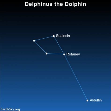 Delphinus The Dolphin Has A Graceful Kite Shape