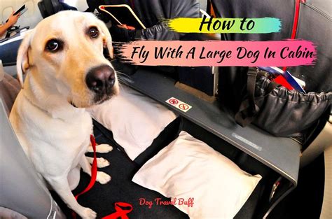 Delta Airlines Dog Travel Atelier Yuwa Ciao Jp