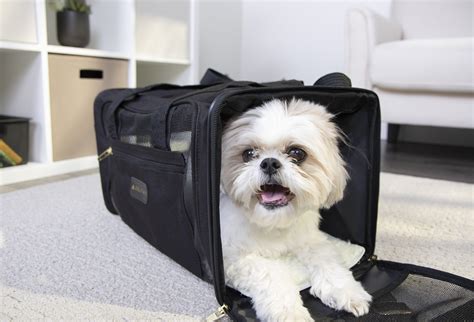 Delta Airlines Pet Travel Policy