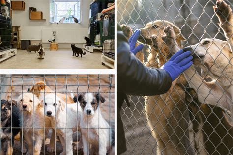 5 Ways Destin Animal Shelter Helps