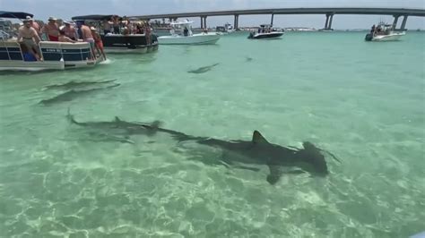 Destin Beach Shark Sightings