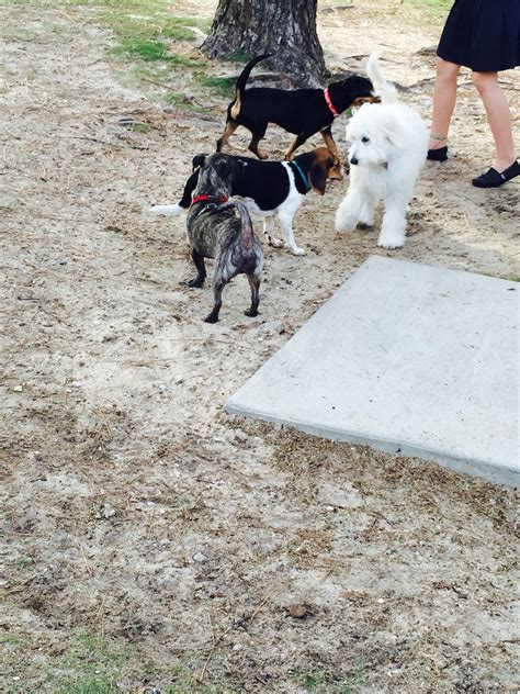 Destin Dog Park Destin Fl 32541