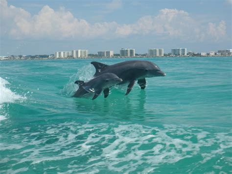 Destin Dolphin Cruise