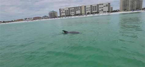 Destin Dolphin Sunset Cruise Departing From Shalimar Tripshock