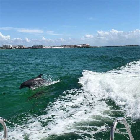 Destin Dolphin Watch Cruise Getyourguide