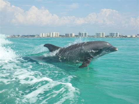 Destin Dolphin Watching Tours