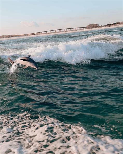 Destin Emerald Adventures Private Snorkel Dolphin Cruise Tripshock