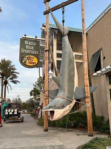 Destin Fl Shark Photo Op Bass Pro Shops Shark Photos Destin Shark