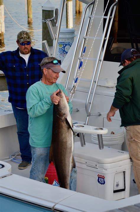 Destin Flathead Classic Cobia Tournament Boshamps Boshamps