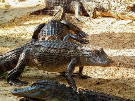 Destin Florida Alligator Encounters Travel Guides Tips