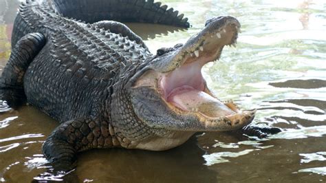 Destin Florida Alligator Encounters